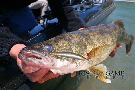 massachusetts freshwater fish species|Get ready to go freshwater fishing .